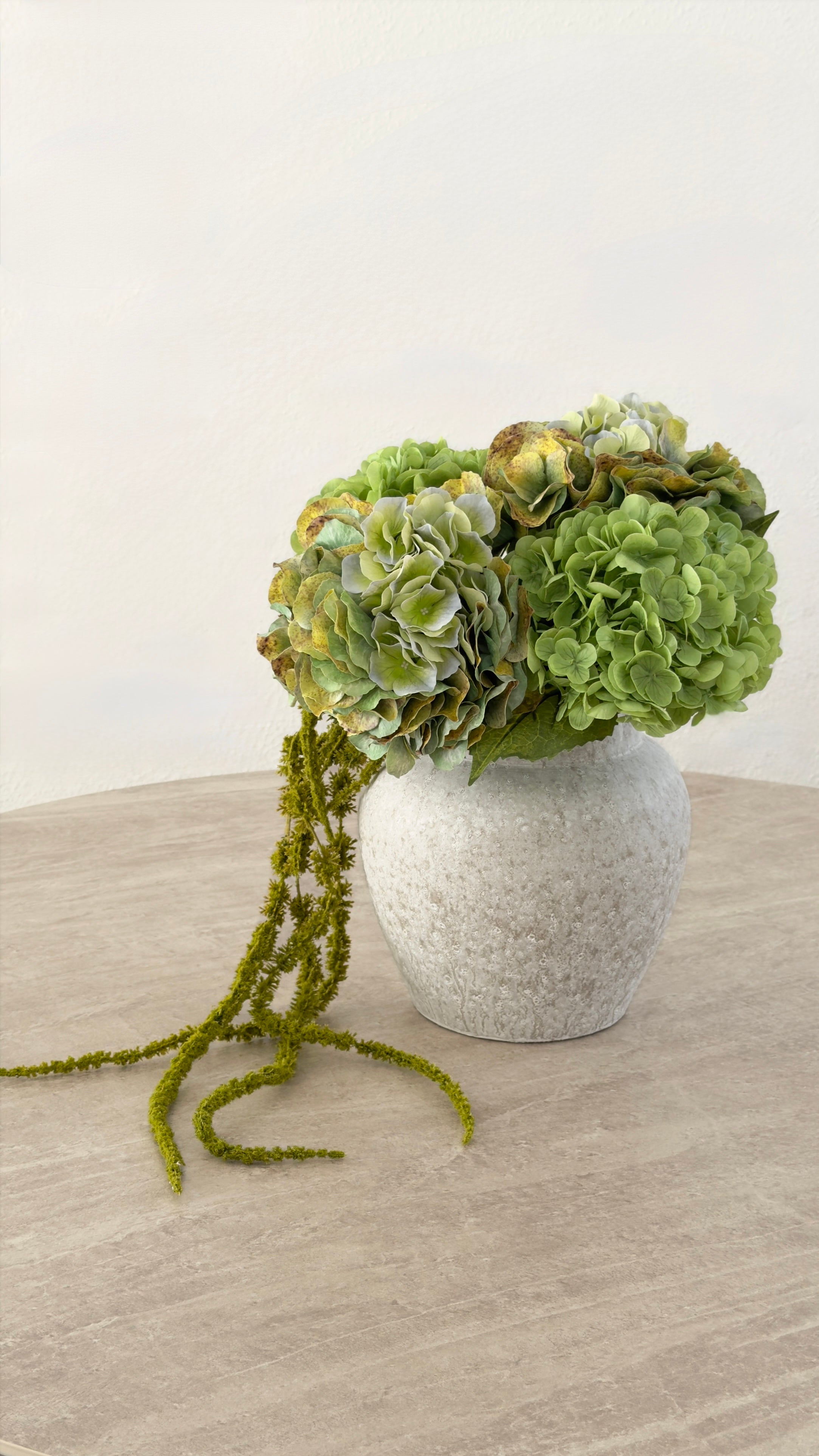 MOSS HORTENSIA